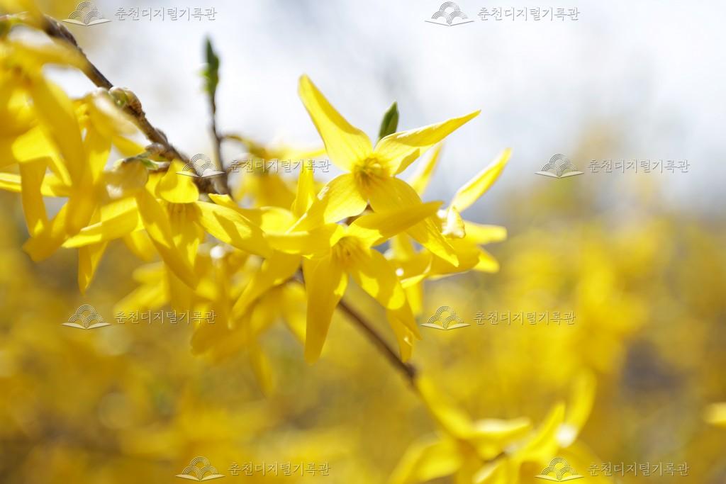춘천시의 시화(市花) 개나리꽃 이미지
