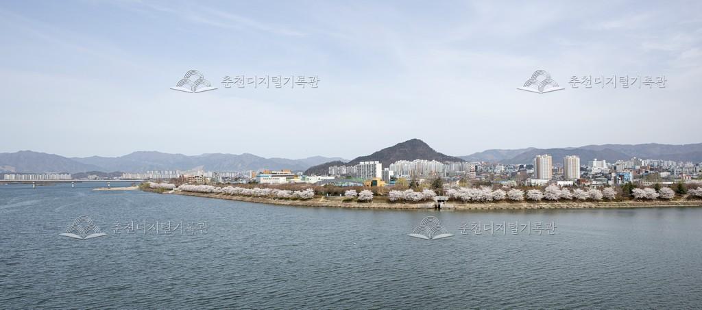 공지천 벚꽃 이미지