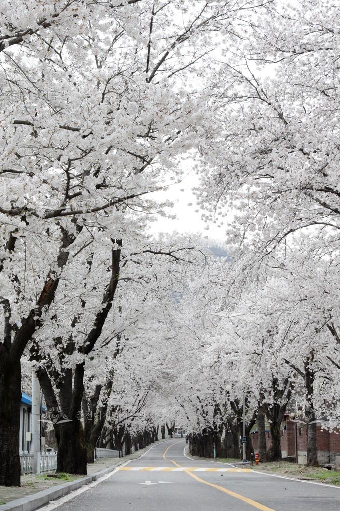 춘천댐 벚꽃길 이미지