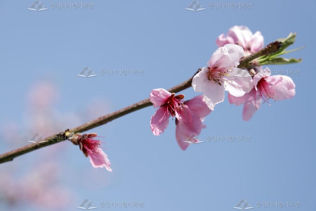 사암리 복숭아 과수원 이미지