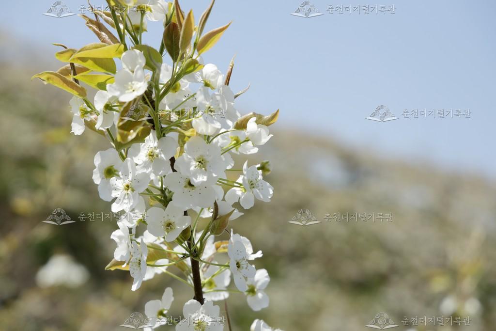 사암리 배 과수원 이미지