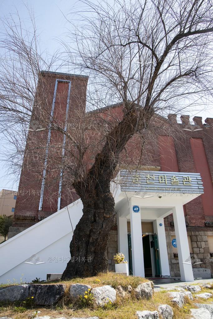 춘천미술관 위성류 이미지