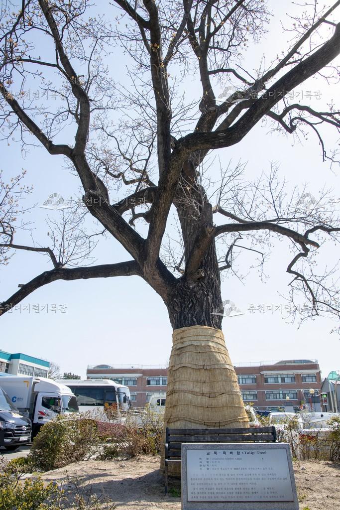 춘천여자고등학교 목백합 이미지