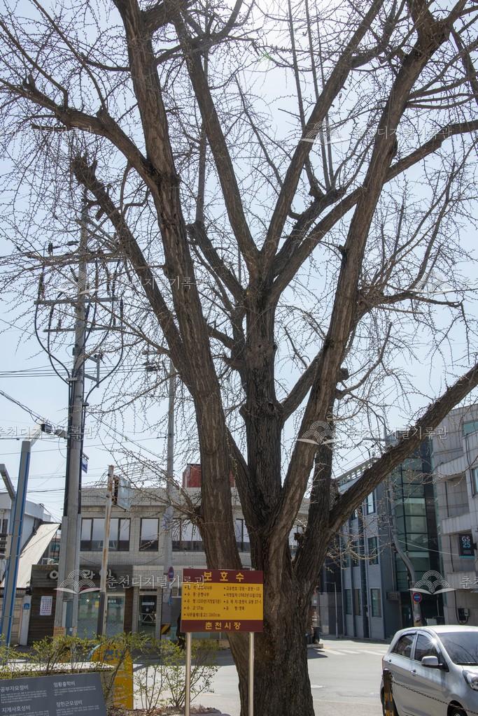 춘천향교 은행나무 이미지