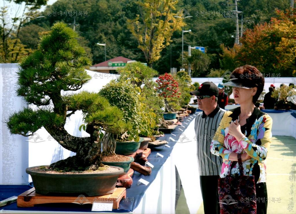 제29회 소양강문화제 분재전시회 사진 이미지