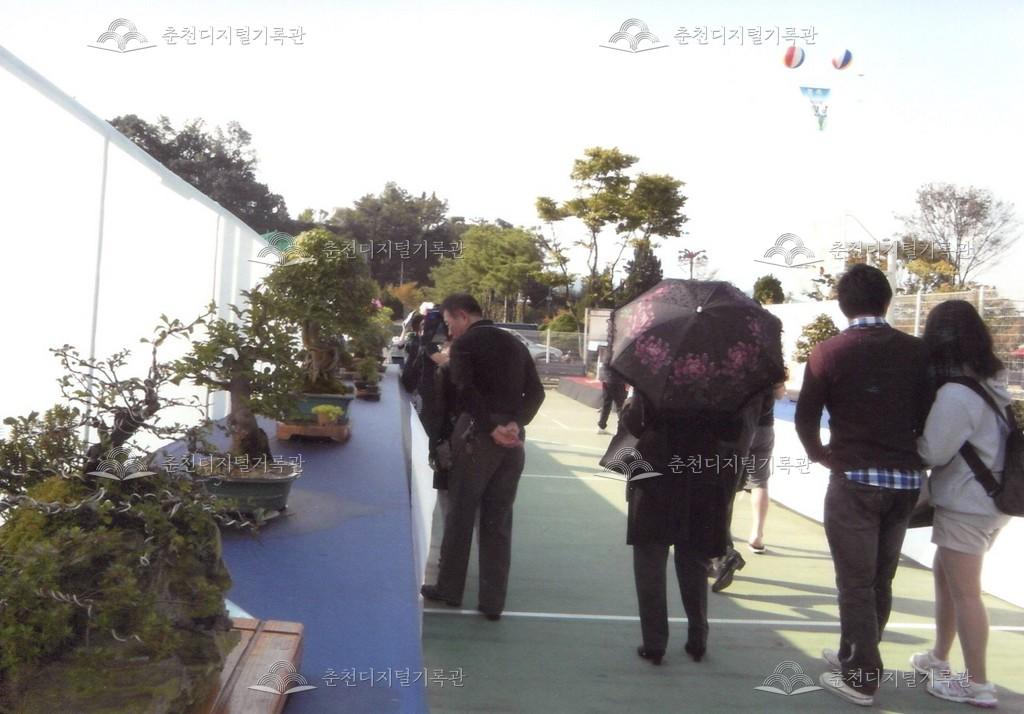 제33회 소양강문화제 분재 전시회 사진 이미지