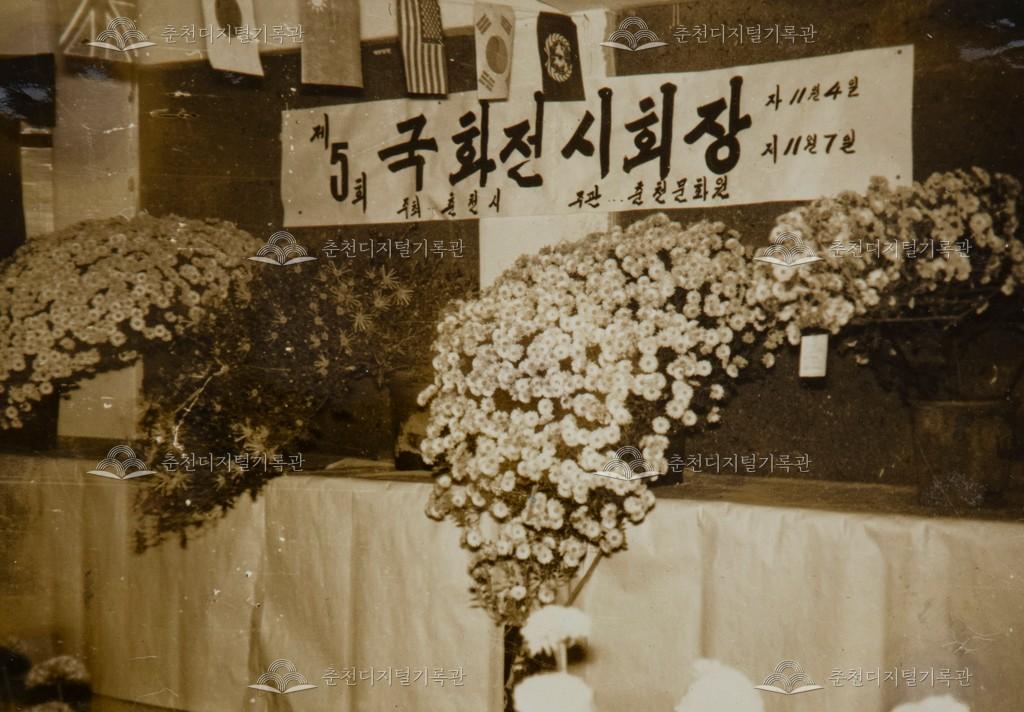 1971년대 제5회 국화전시회 사진 이미지