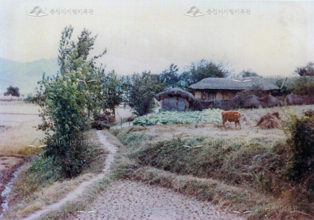 송아지가 머무는 농촌의 풍경 이미지