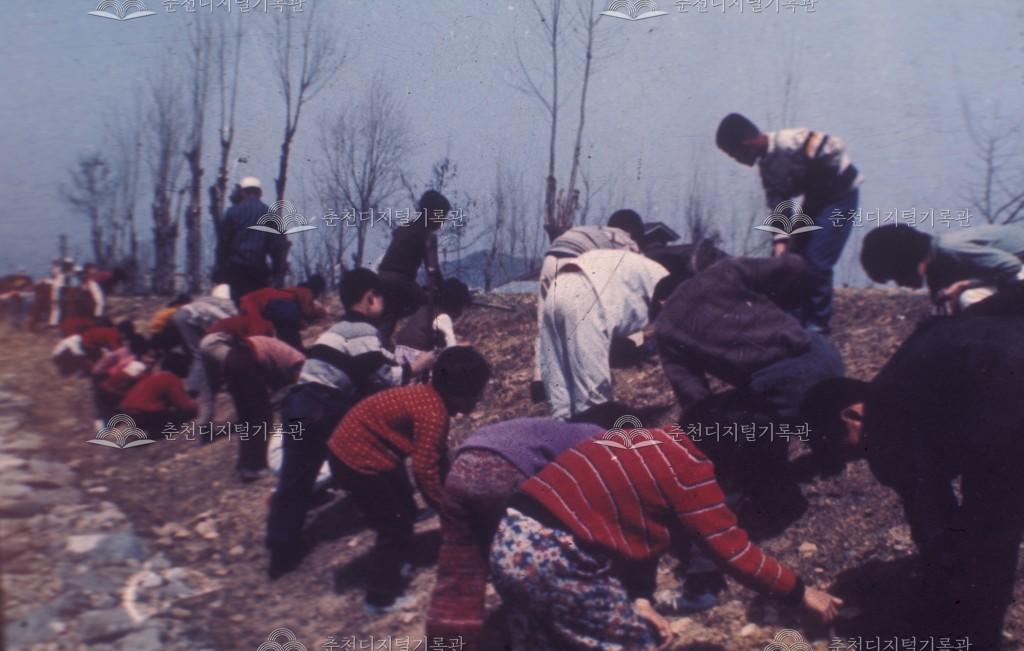 근화동 공지천 뚝방 식재 활동 이미지