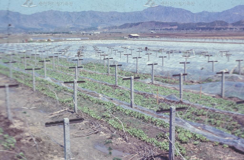 사농동 포도밭 이미지