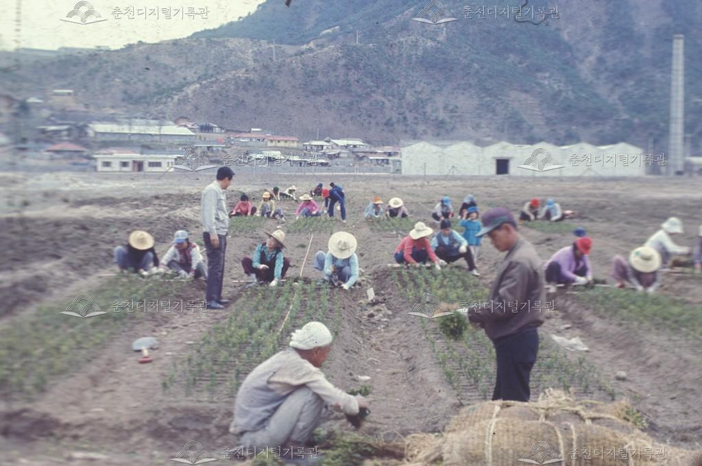 우두동 농업현장 이미지