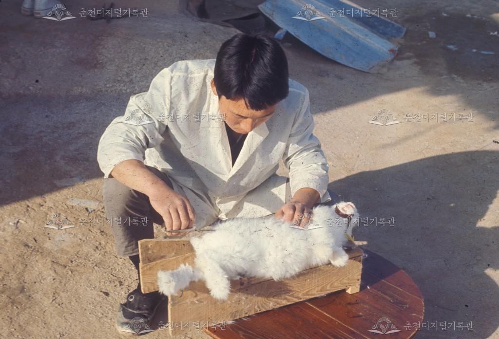 앙고라 털 깎기 이미지