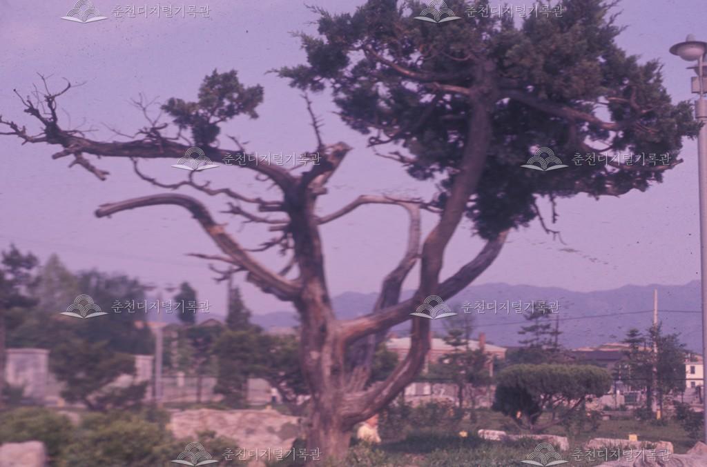 효자동 향나무 이미지