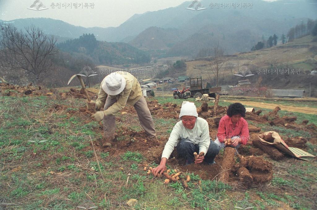 남면 발산리 천마 재배 이미지