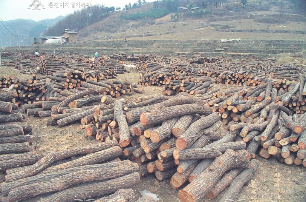 남면 발산리 버섯 종균 삽입 이미지