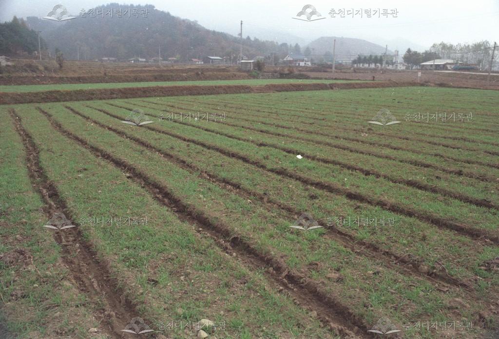 남면 방곡리 사녹비 재배 이미지