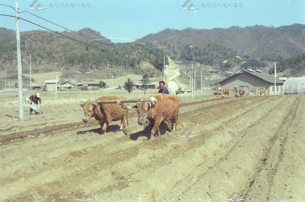 남면 추곡리 소 밭갈이 이미지