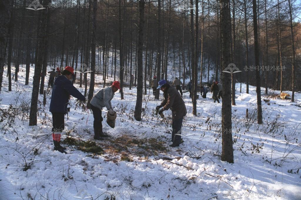 남산면 백양리 야생조류 먹이주기 이미지