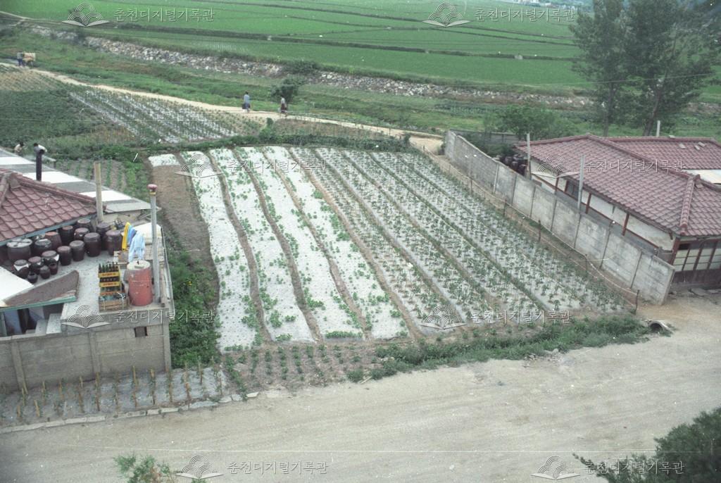 동내면 거두리 동내초등학교 주변 이미지