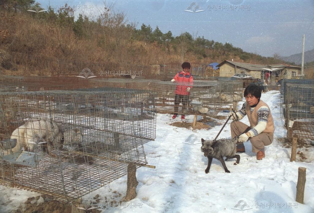 동내면 거두리 여우 사육 이미지
