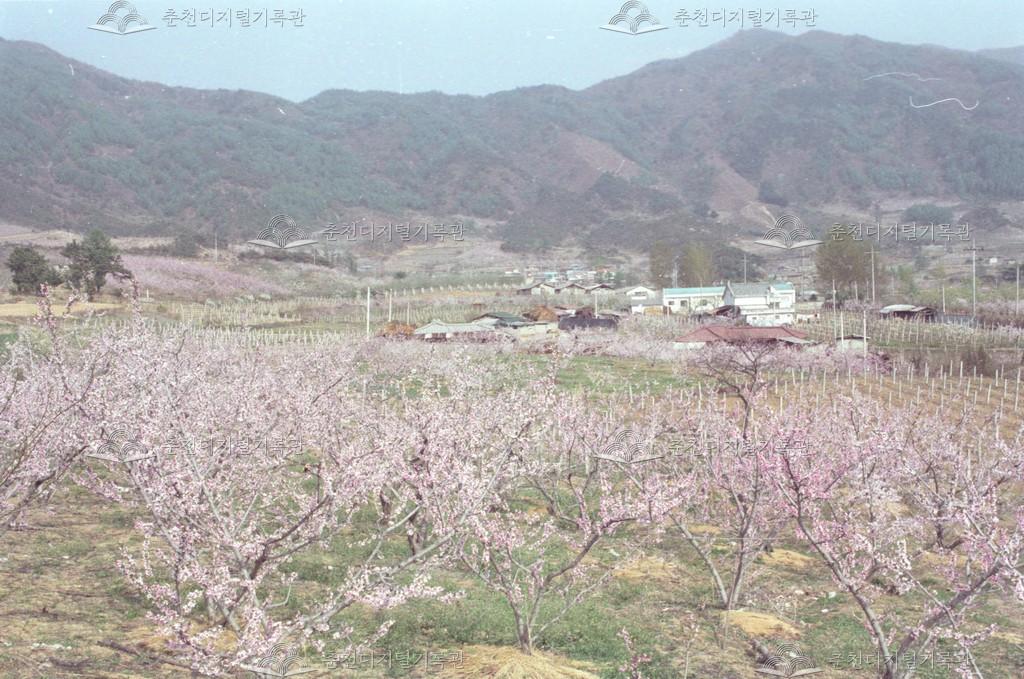 동내면 거두리 과수원 이미지