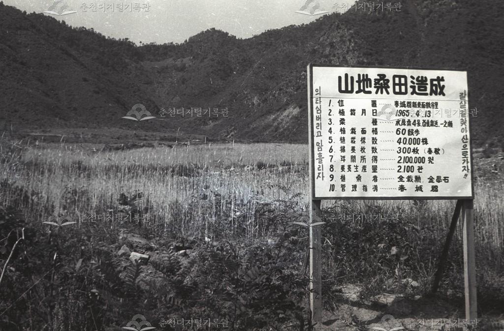 동내면 학곡리 뽕나무밭 조성 이미지