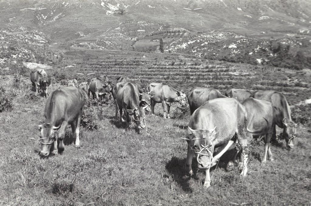 동면 만천리 한우사육 이미지