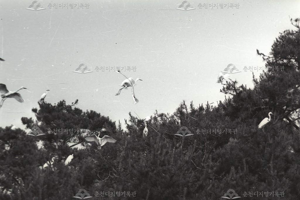 만천리 백로, 왜가리 번식지 이미지