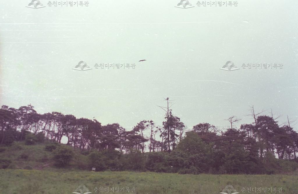 동면 만천리 백로, 왜가리 번식지 이미지