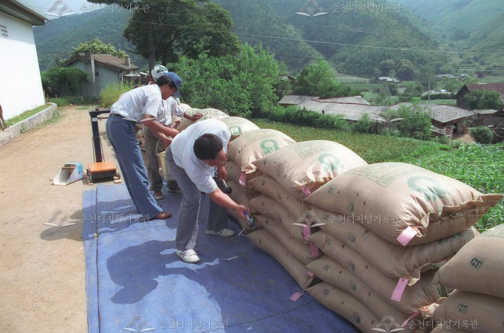 동면 상걸리 보리수매 이미지