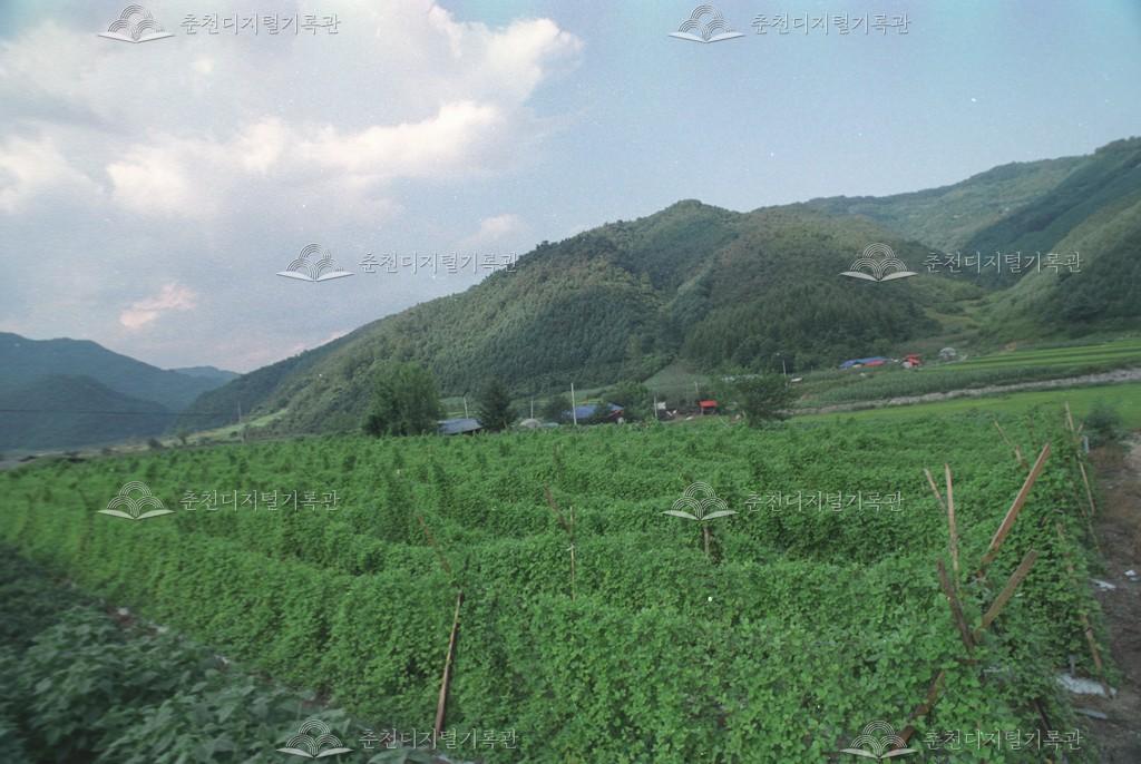 동면 상걸리 더덕재배 이미지