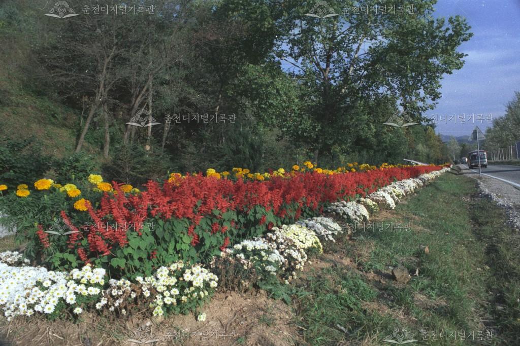 동산면 꽃길 이미지