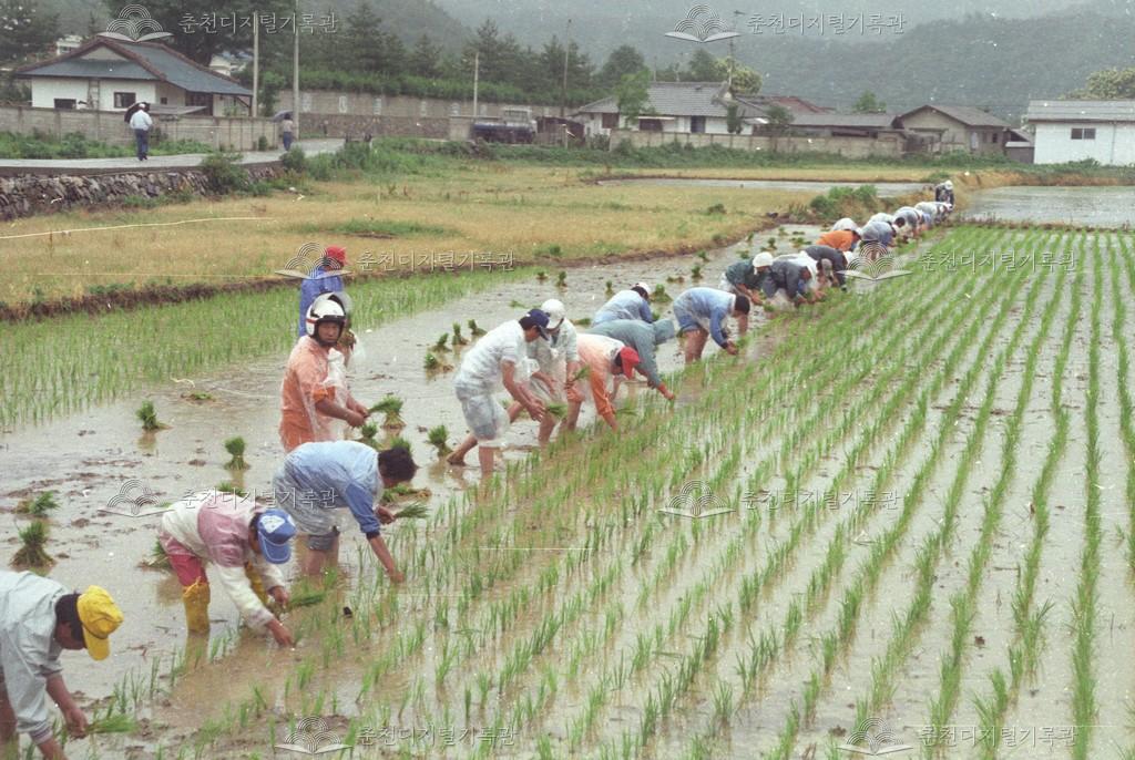 동산면 모내기 일일봉사 이미지