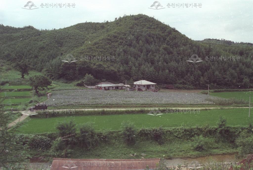 동산면 군자리 도라지 재배 이미지