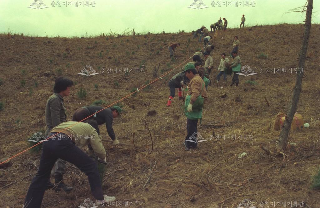동산면 원창리 식목일 행사 이미지