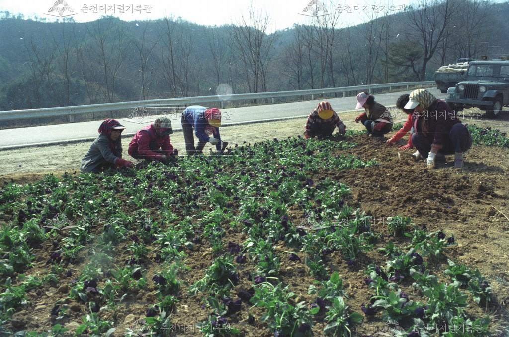 춘천-원주간 국도변 꽃길조성 이미지