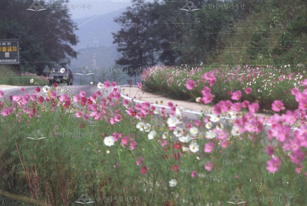 원창고개 코스모스 꽃길 이미지