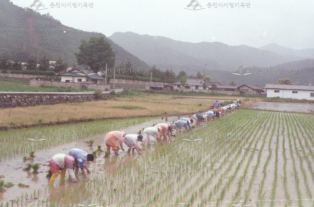 동산면 원창리 모내기 지원 이미지
