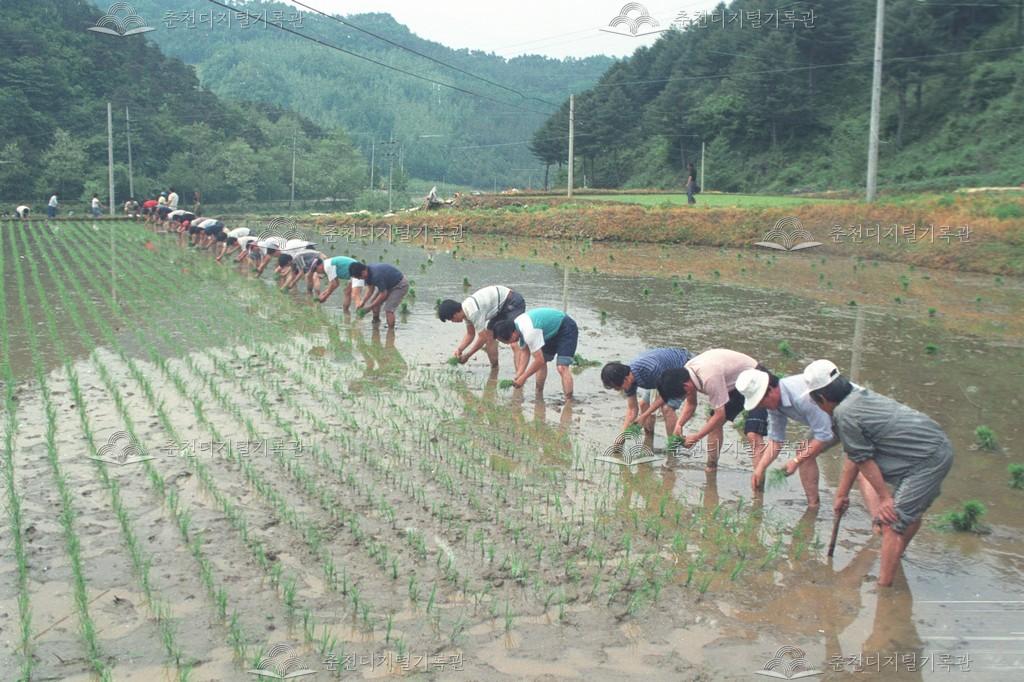 동산면 원창리 모내기 지원 이미지