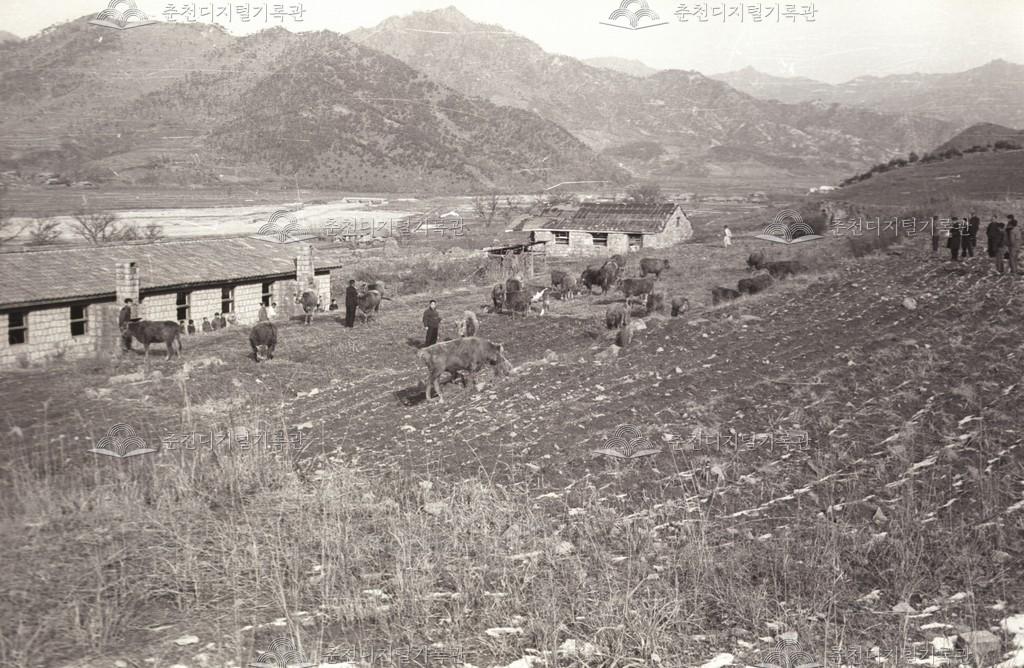 사북면 고탄리 한우목장 이미지