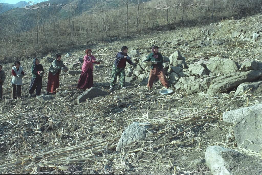 사북면 오탄리 돌줍기 이미지