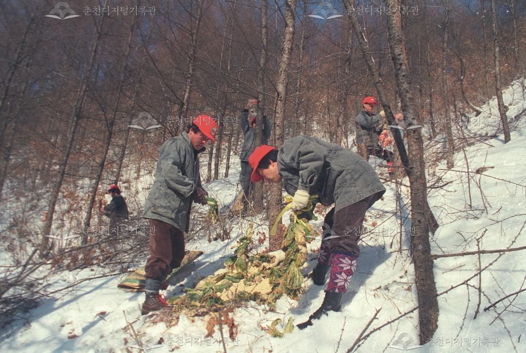 사북면 지암리 야생조수 먹이주기 이미지