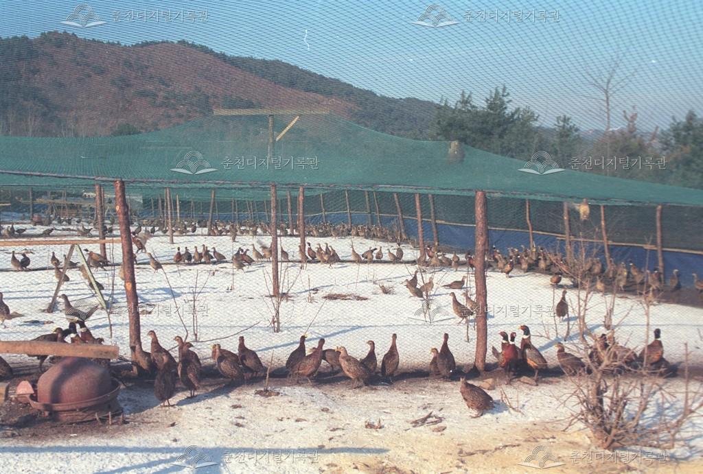 사북면 지촌리 꿩사육 이미지