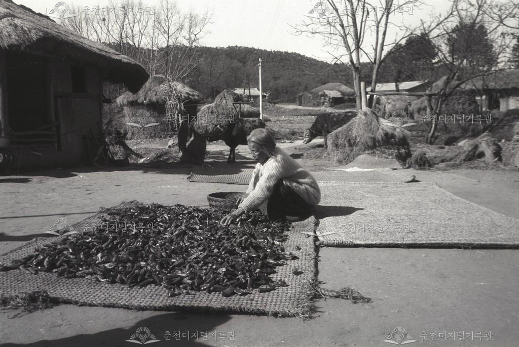 서면 고추말리기 이미지