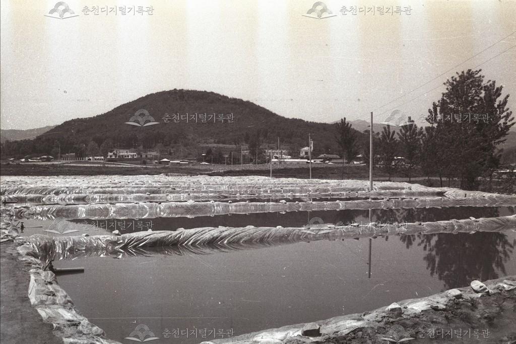 서면 향어 양식장 이미지