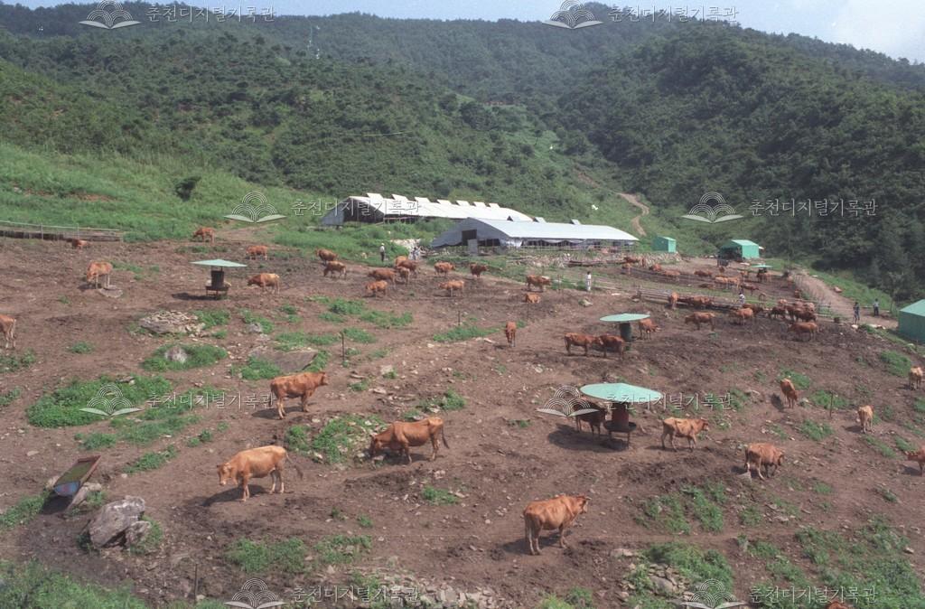 서면 한우 목장 이미지