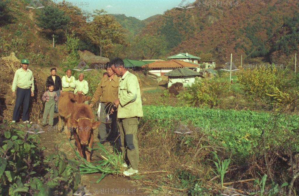서면 당림리 한우 입식 이미지