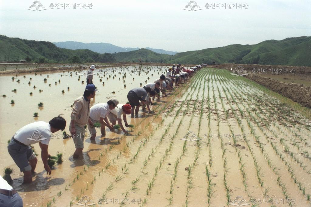 서면 방동리 모내기 이미지