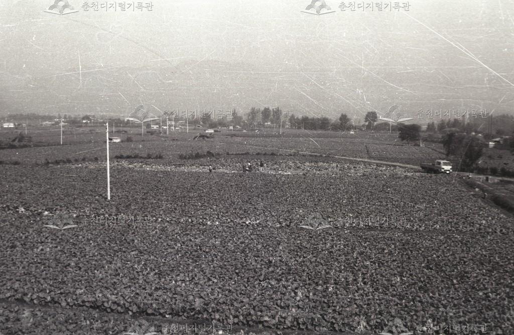 서면 신매리 배추밭 이미지