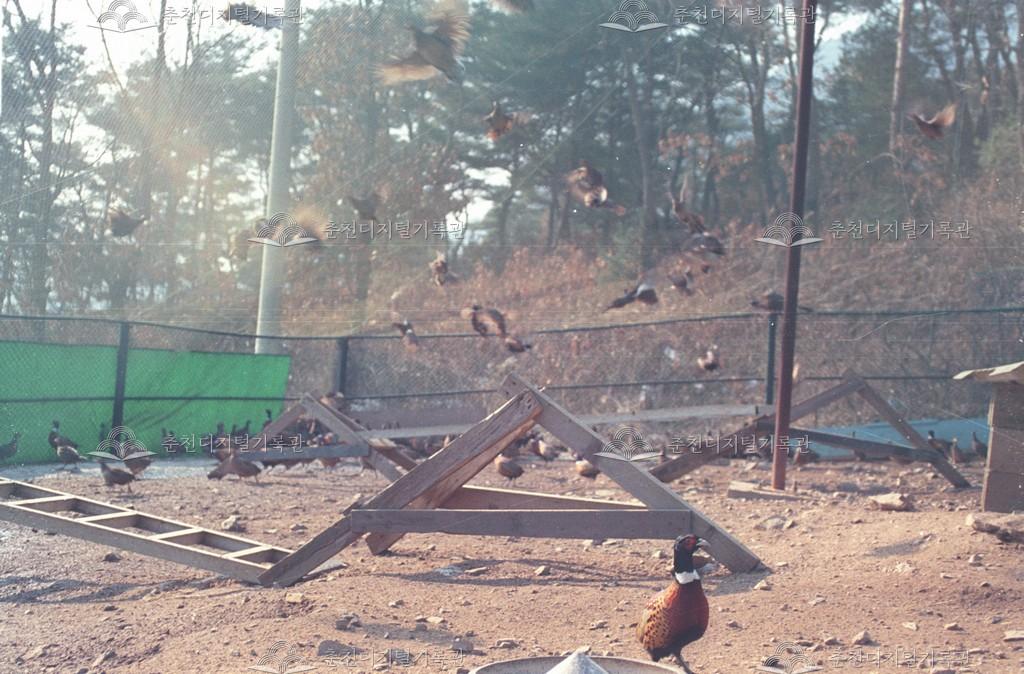 신동면 의암리 꿩사육 이미지